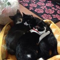 猫好き♡ 会員画像