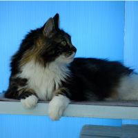 うにテツさん