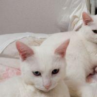 うえきょん 会員画像