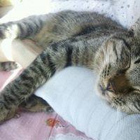 キジっぴー 会員画像