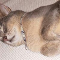 ルーにゃん 会員画像