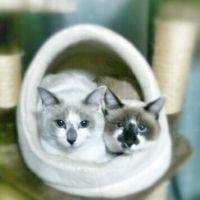 ひぴくぅ 会員画像