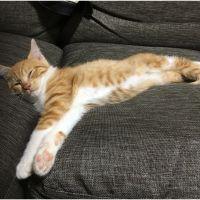 かみたん 会員画像