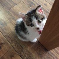 ひよこぶた 会員画像