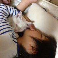 りんごちゃんちの猫 会員画像