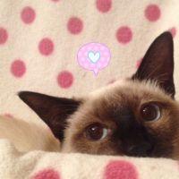 シャムねこペプシくん 会員画像