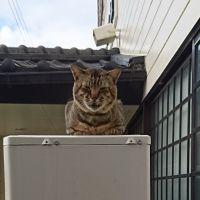 ごんぴい 会員画像