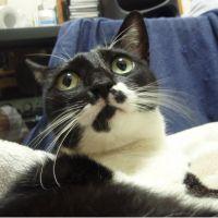 猫のぽち 会員画像