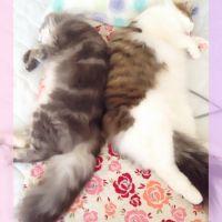 会員画像