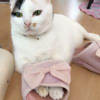 となみ 会員画像