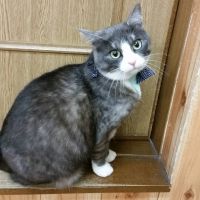 プクコデラックス