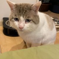 ゆり、わさび、ななこ