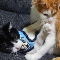 はやみち 会員画像