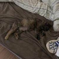 ぐじねこ 会員画像