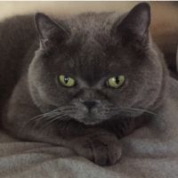 Buuちゃんず 会員画像