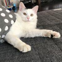 ロフト 会員画像