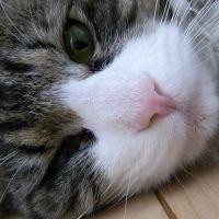 ちるるん 会員画像