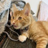 ねこテン 会員画像