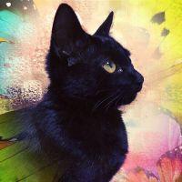 木村みゃお子 会員画像