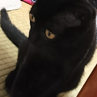 黒い白クマ 会員画像