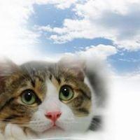 ネコロジスト 会員画像