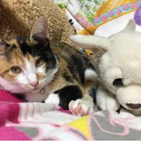 ななぺろ 会員画像
