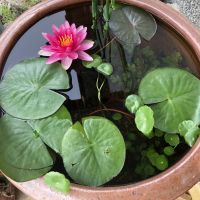 出っ歯なぼく 会員画像