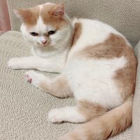 ネコマフ22 会員画像