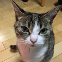 ヨコカオ 会員画像