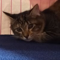 にゃーーーーん 会員画像