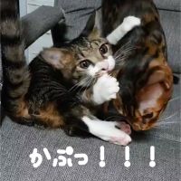 パーマ 会員画像