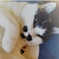ちょびひげ猫すきーさん