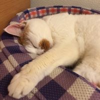 ねこタルトさん