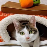 チロモモさん