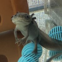 うぱお 会員画像