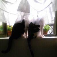 ナッツ&ミルク 会員画像