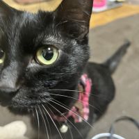 きなこだいすきさん