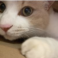 knomさん