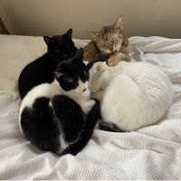 ろくすあん 会員画像