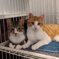 かわこ家 会員画像