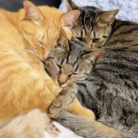 なちゅママ 会員画像