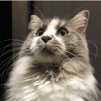 ミカさんの母さん