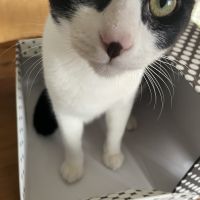 sioもこてんさん