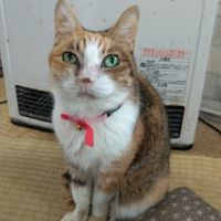 pegaさん