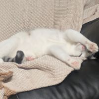 めぐ保護猫活動中さん