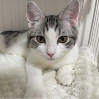 チャクロギンさん