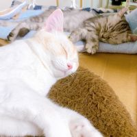 ※ニャンズ※さん