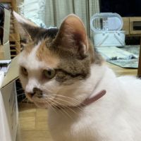 kinushuさん