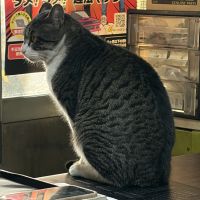 カトゥさん