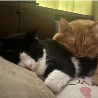ユキミだいふくさん